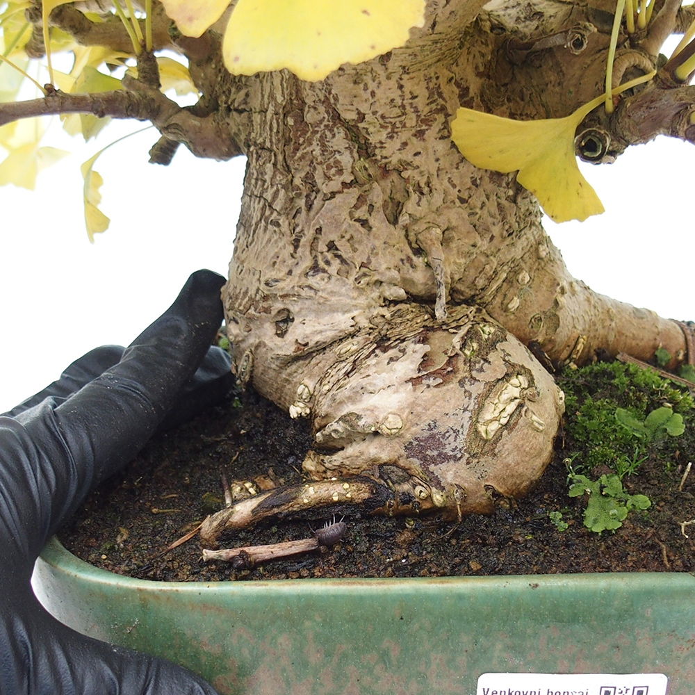 Venkovní bonsai - Jinan dvoulaločný - Ginkgo biloba