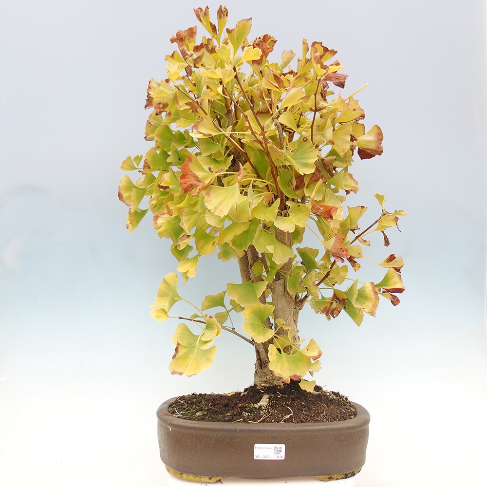Venkovní bonsai - Jinan dvoulaločný - Ginkgo biloba