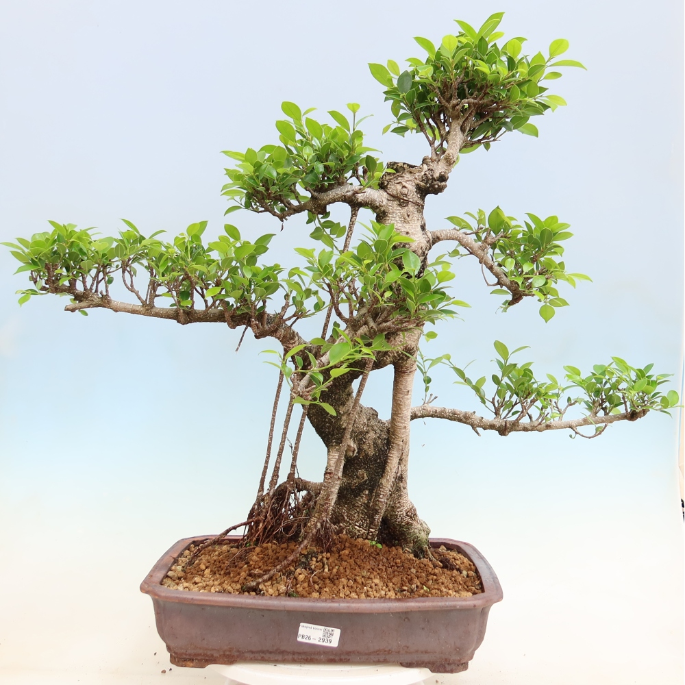 Pokojová bonsai - Ficus kimmen -  malolistý fíkus