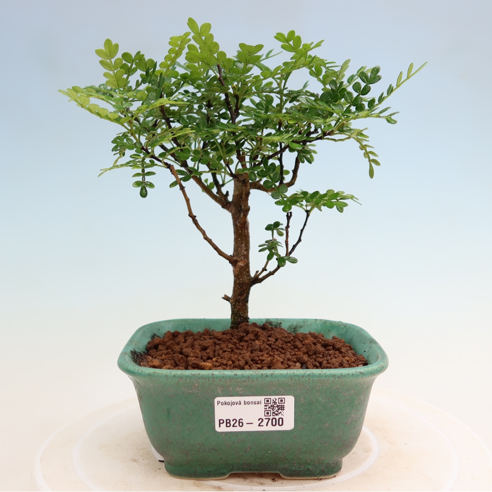 Pokojová bonsai - Zantoxylum piperitum - Pepřovník