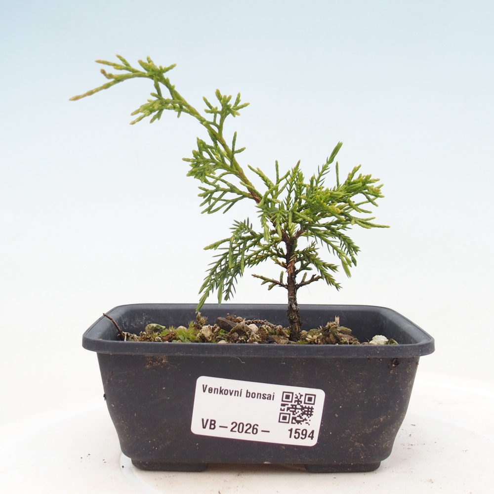 Venkovní bonsai - Juniperus chinensis Itoigawa -Jalovec čínský