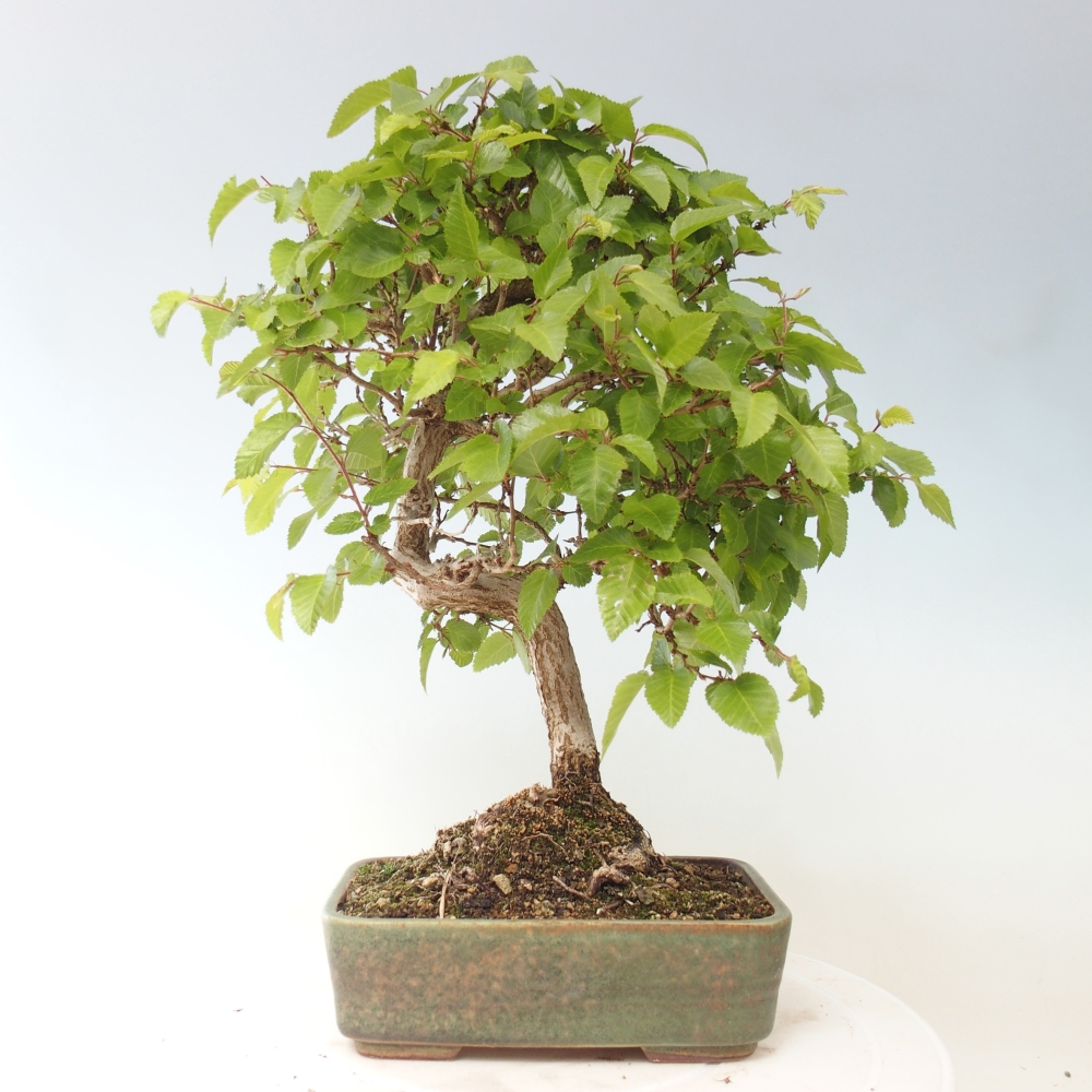 Venkovní bonsai -Carpinus CARPINOIDES - Habr korejský