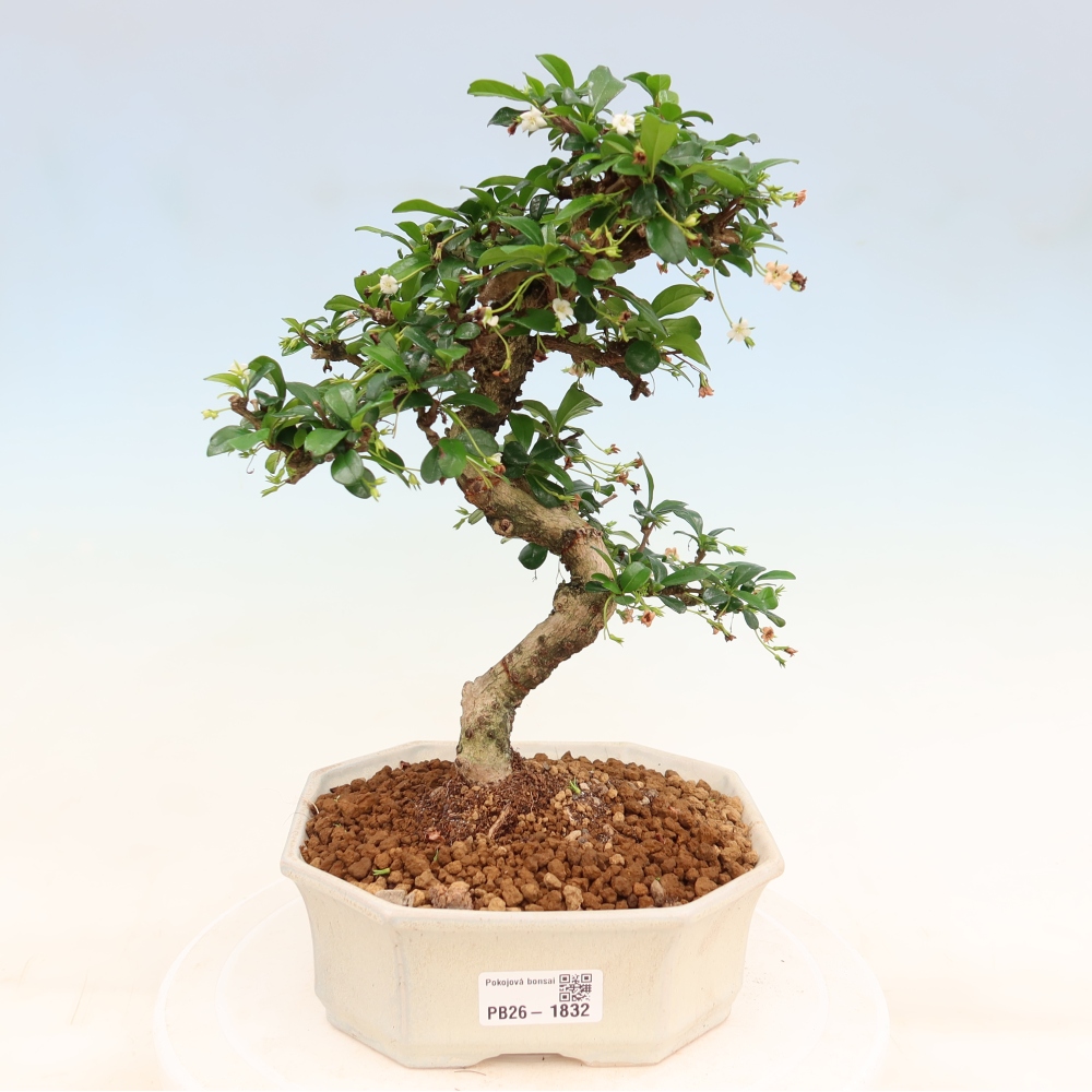 Pokojová bonsai - Carmona macrophylla - Čaj fuki