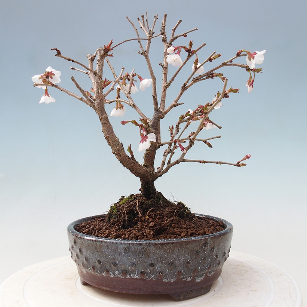 Venkovní bonsai - Prunus incisa Kojou-no mai-Slivoň vyříznutá