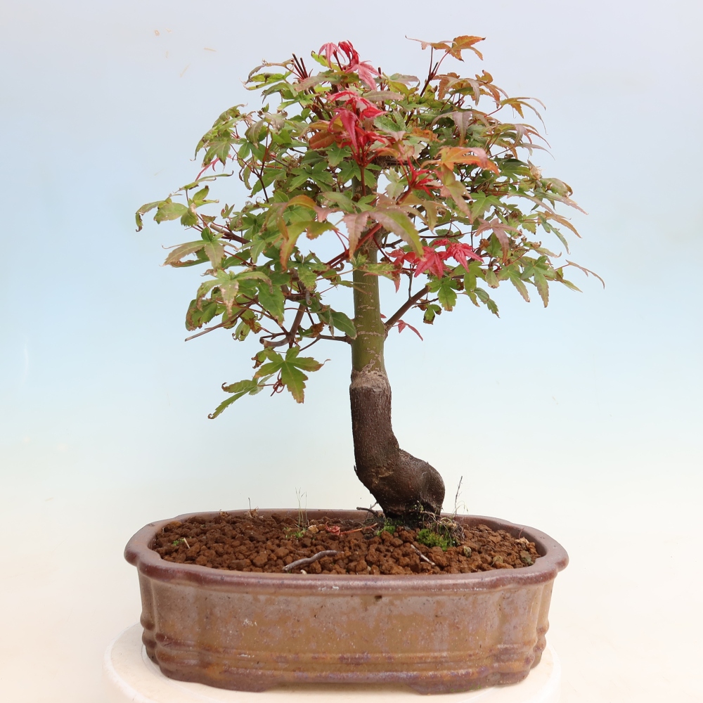 Venkovní bonsai - Javor dlanitolistý - Acer palmatum DESHOJO