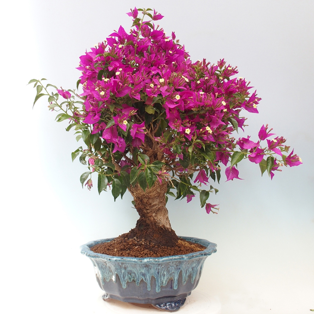 Pokojová bonsai - Bouganwilea
