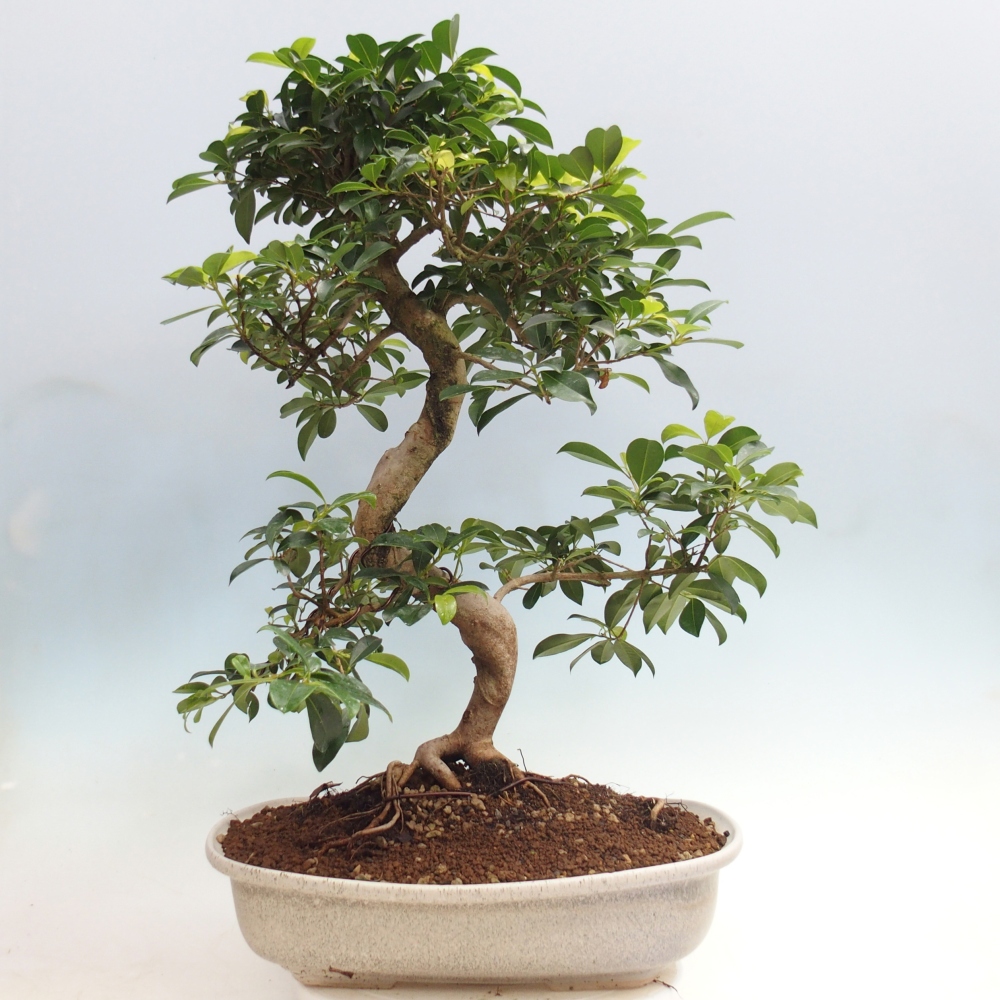 Pokojová bonsai - Australská třešeň - Eugenia uniflora - POUZE OSOBNÍ ODBĚR nebo paletová přeprava