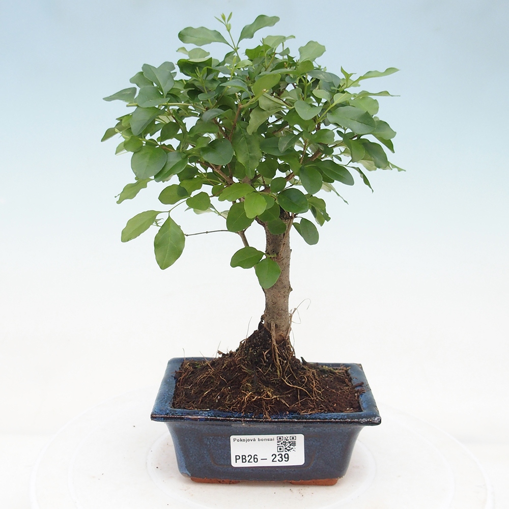 Pokojová bonsai -Ligustrum chinensis - Ptačí zob