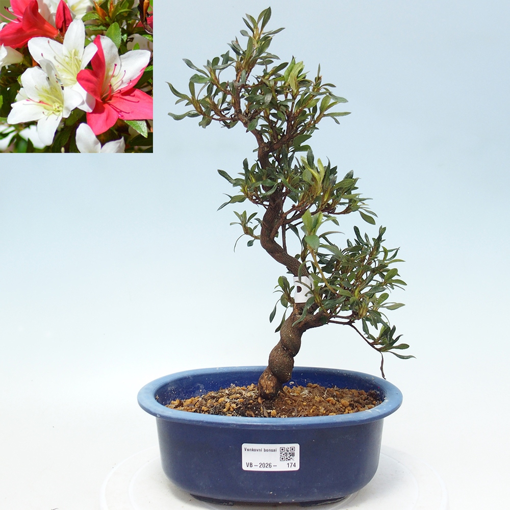 Venkovní bonsai - Japonská azalka - Azalea CHIHIRO