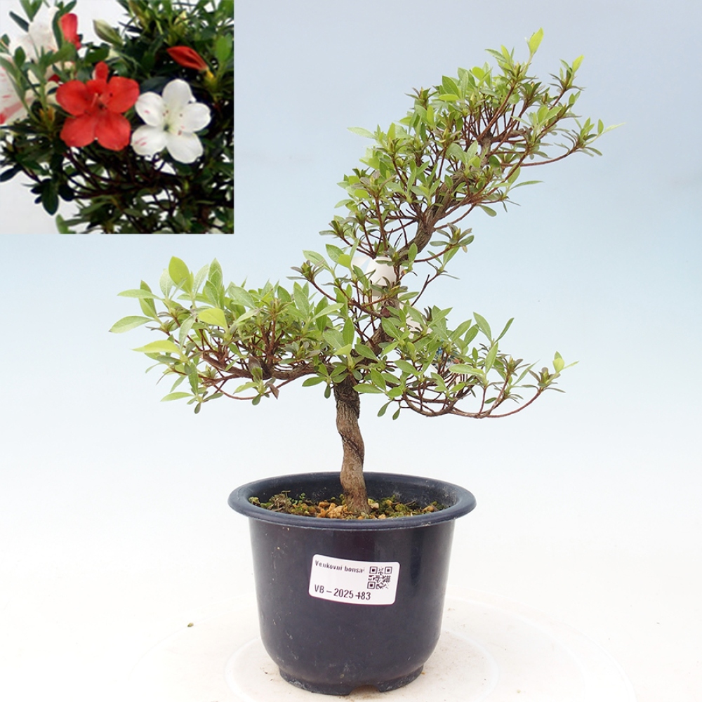 Venkovní bonsai - Japonská azalka - Azalea Kotaro