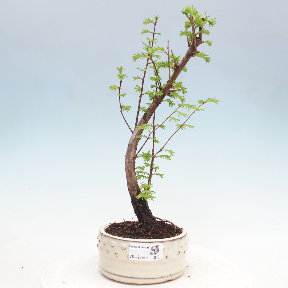 Venkovní bonsai - Metasequoia glyptostroboides - Metasekvoje čínská