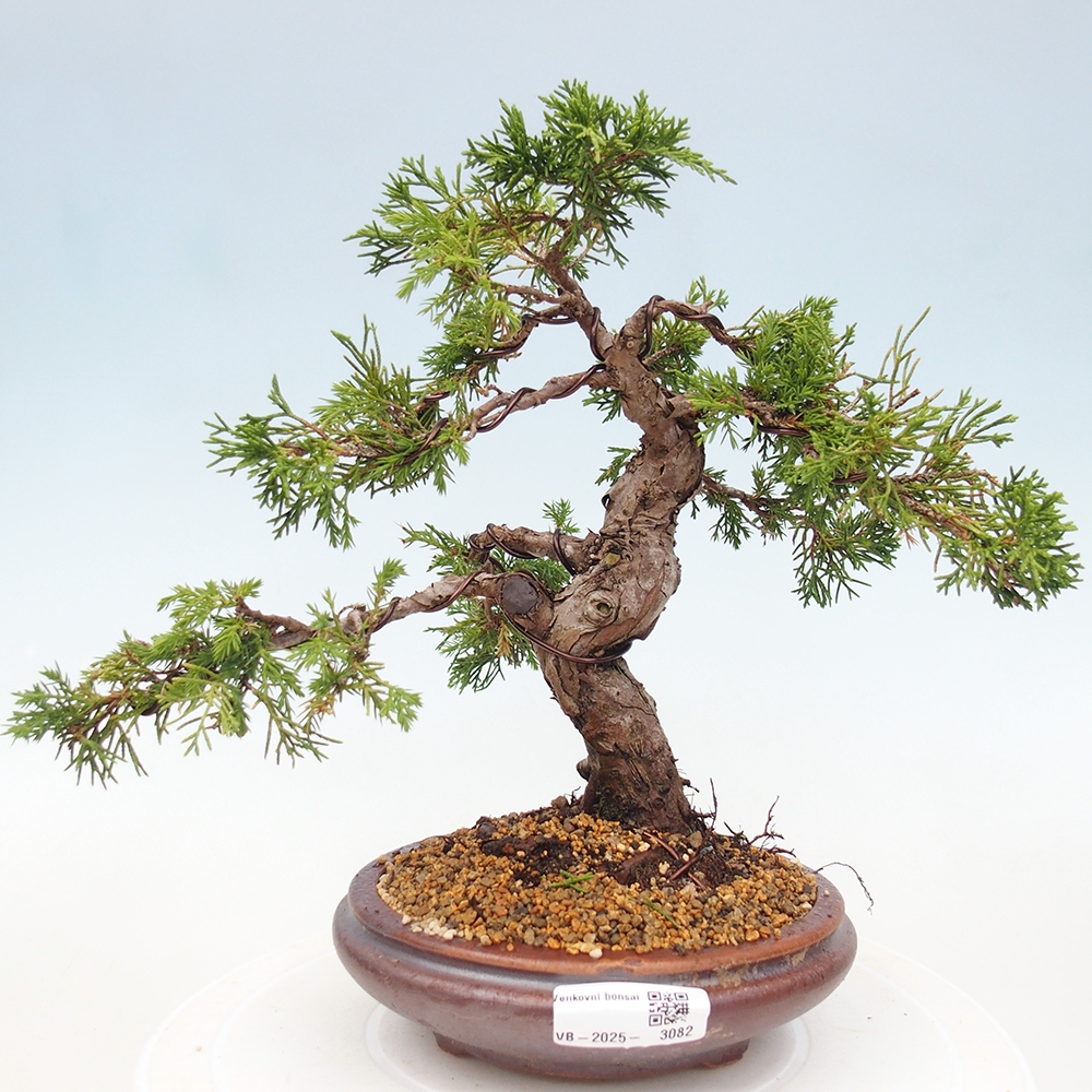 Venkovní bonsai - Juniperus chinensis Itoigawa -Jalovec čínský