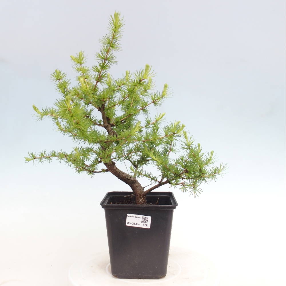 Venkovní bonsai -Larix decidua - Modřín opadavý 