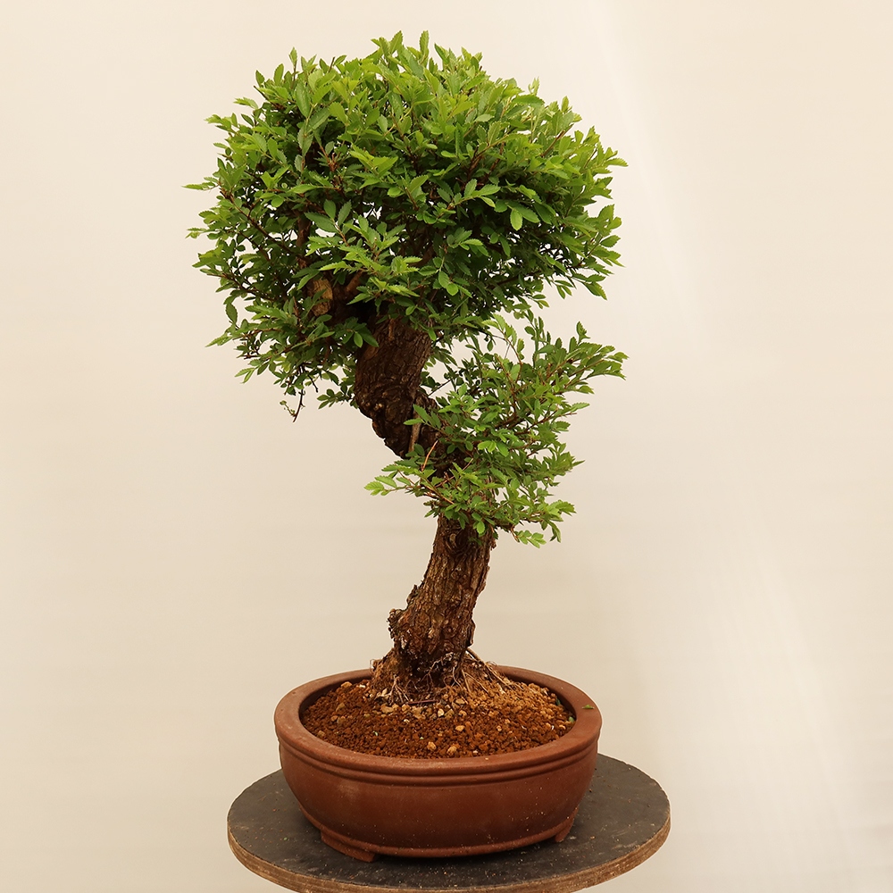Venkovní bonsai - Zelkova - Zelkova NIRE
