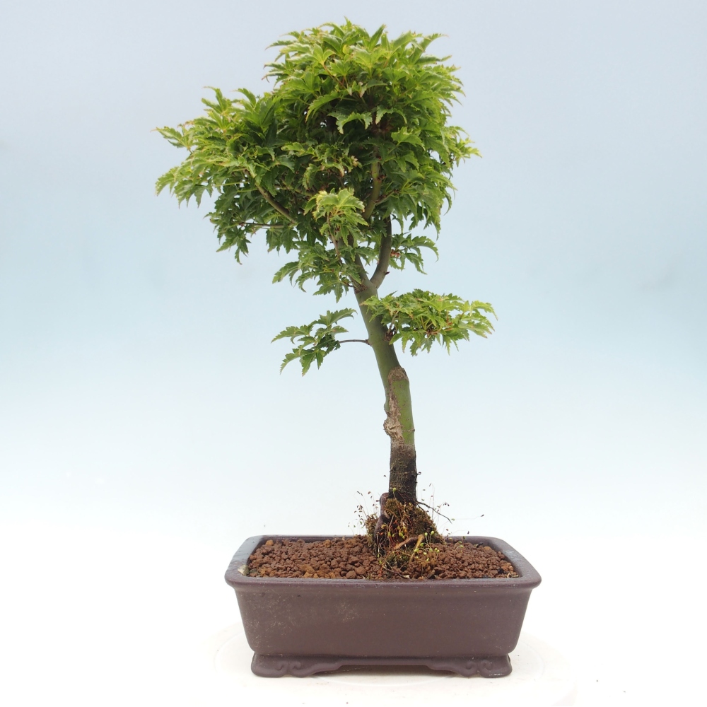 Venkovní bonsai -Javor dlanitolistý Acer palmatum Shishigashira