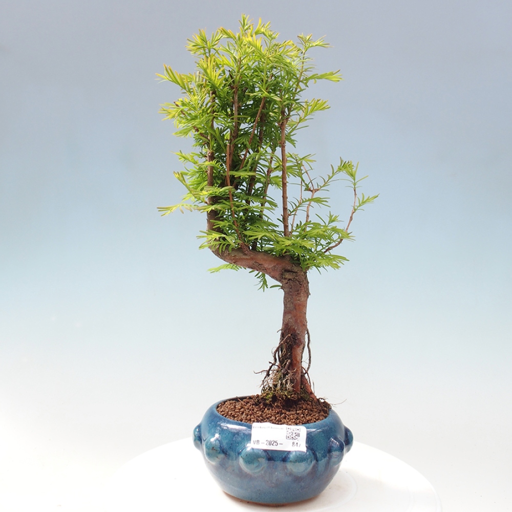 Venkovní bonsai - Metasequoia glyptostroboides - Metasekvoje čínská