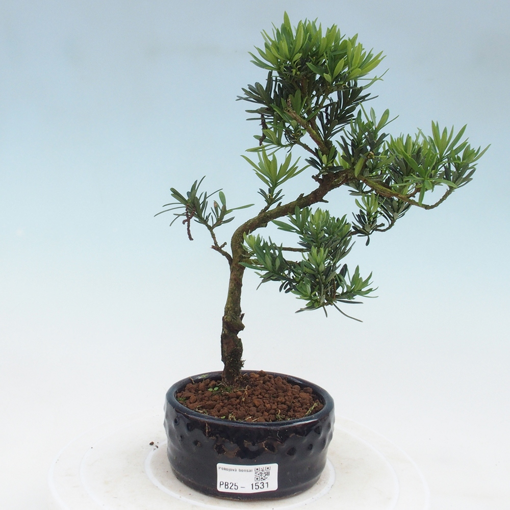 Pokojová bonsai - Podocarpus - Kamenný tis