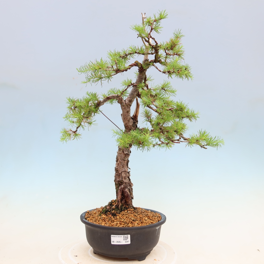 Venkovní bonsai -Larix decidua - Modřín opadavý 