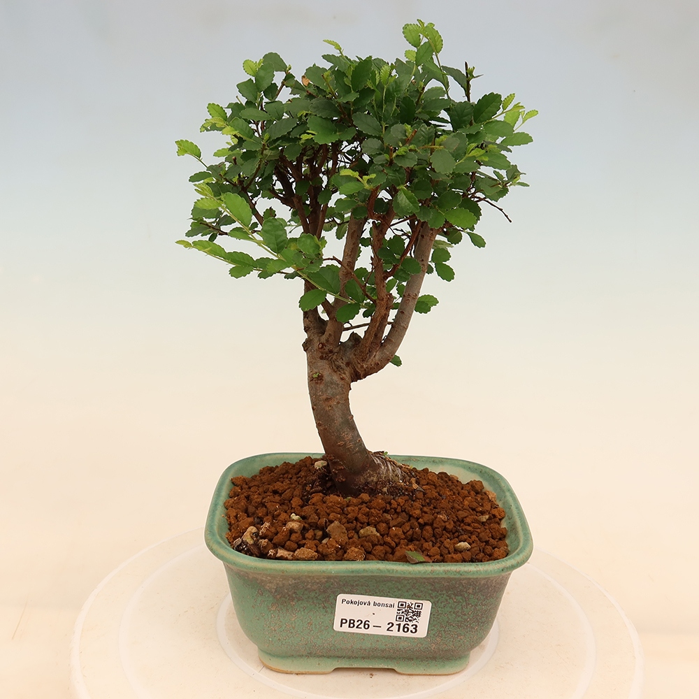 Pokojová bonsai - Ulmus parvifolia - Malolistý jilm