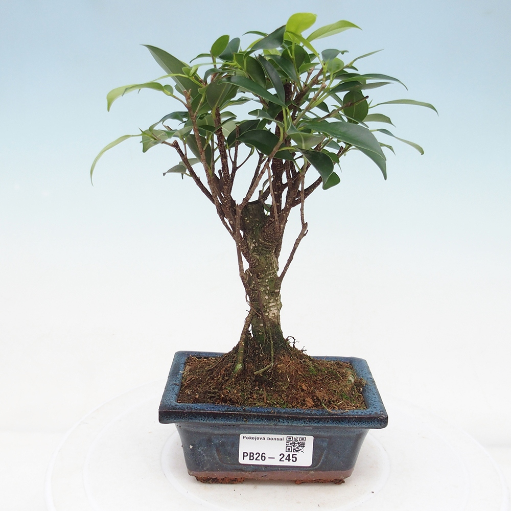 Pokojová bonsai Ficus retusa kimmen