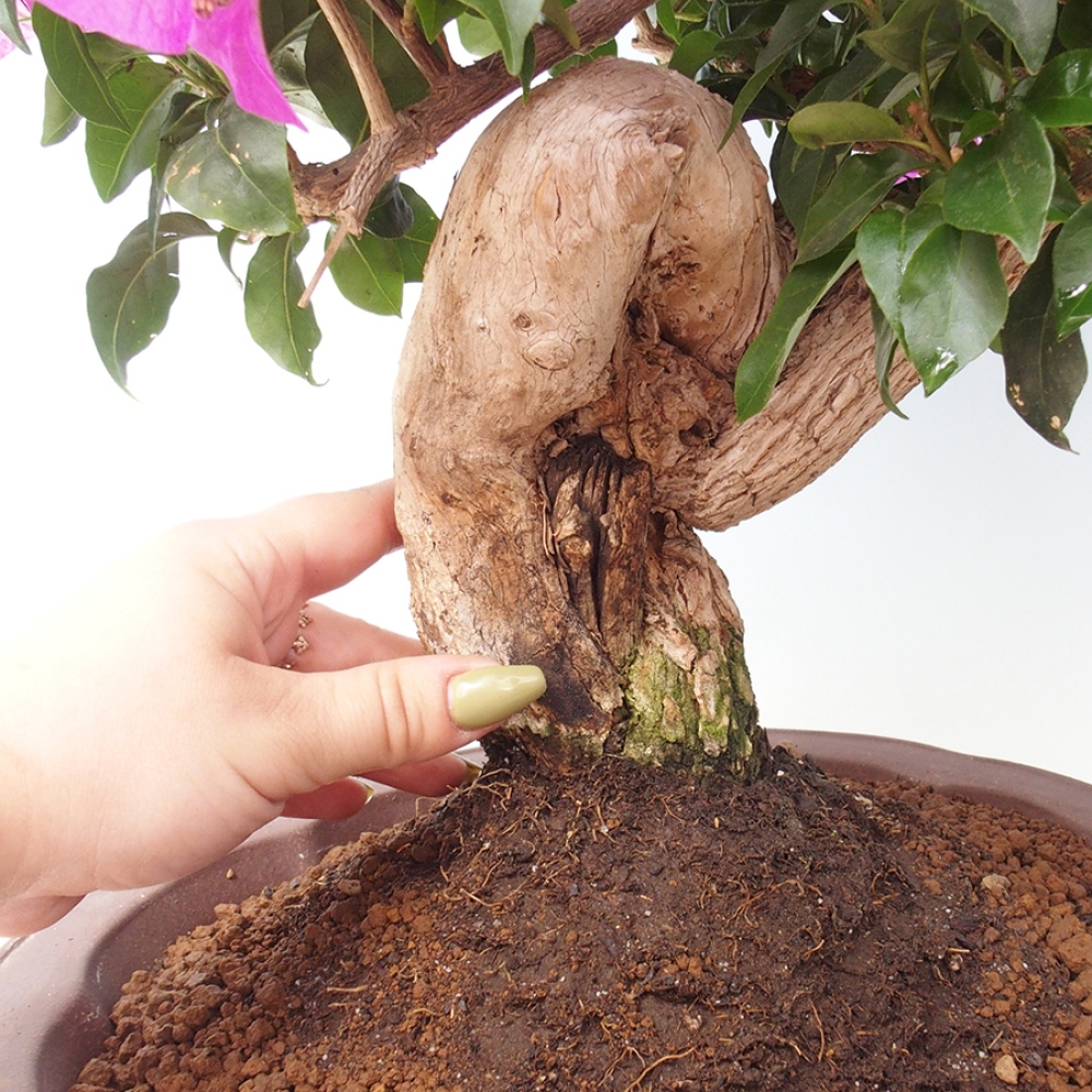 Pokojová bonsai - Bouganwilea