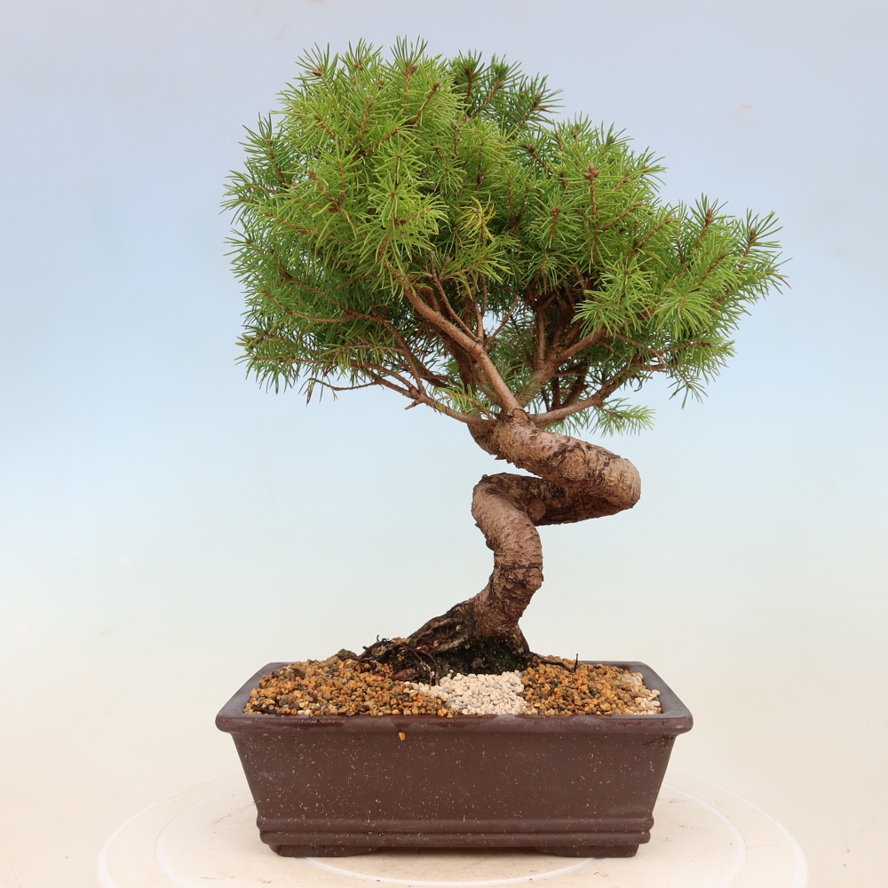 Venkovní bonsai- Smrk kulovitý - Picea glauca globe