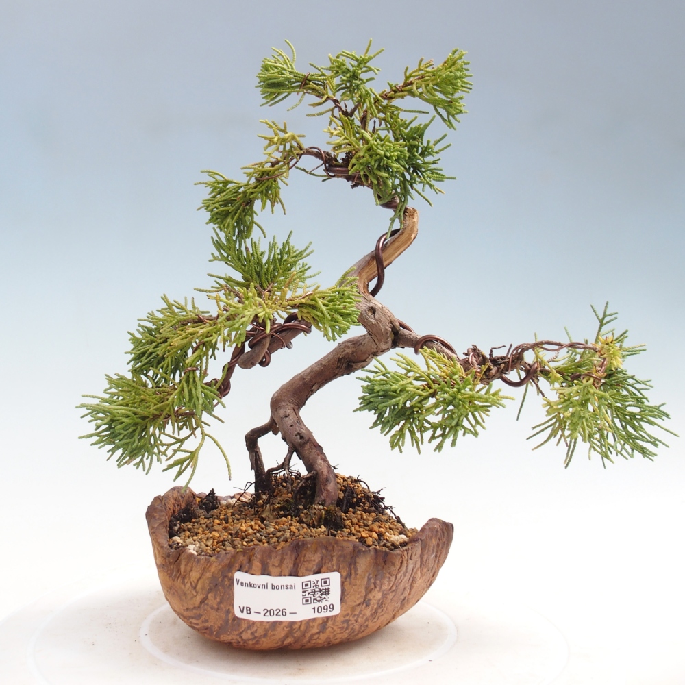 Venkovní bonsai - Juniperus chinensis Kishu -Jalovec čínský