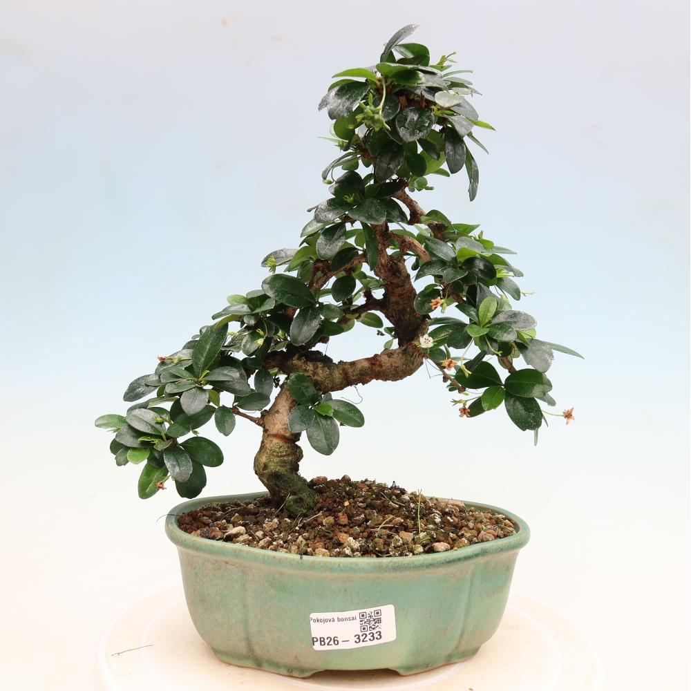 Pokojová bonsai - Carmona macrophylla - Čaj fuki
