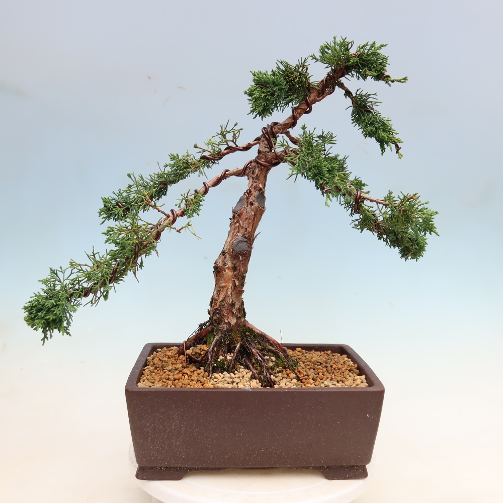 Venkovní bonsai - Juniperus chinensis Kishu -Jalovec čínský