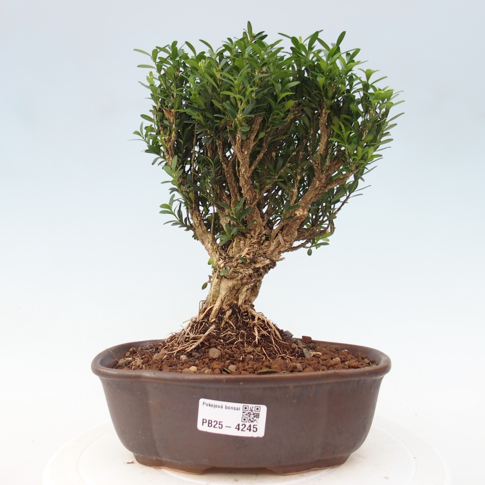Pokojová bonsai - Buxus harlandii - korkový buxus