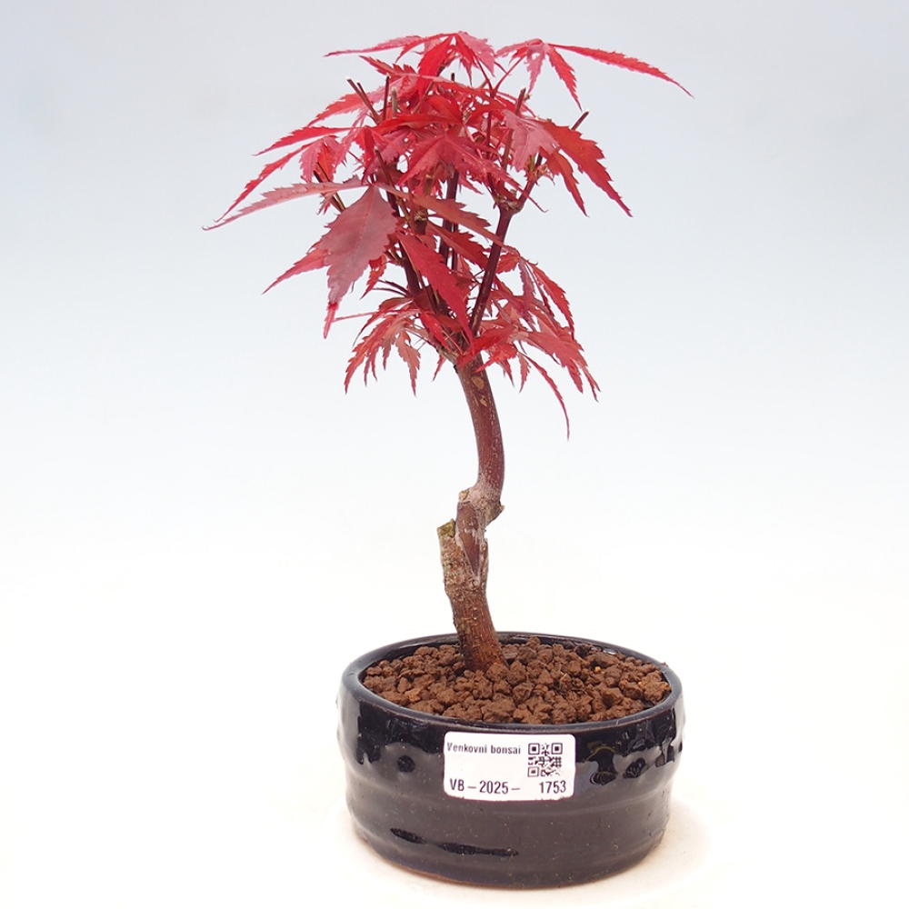 Venkovní bonsai - Acer palm. Atropurpureum-Javor dlanitolistý