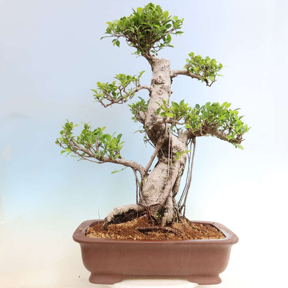 Pokojová bonsai - Ficus kimmen -  malolistý fíkus
