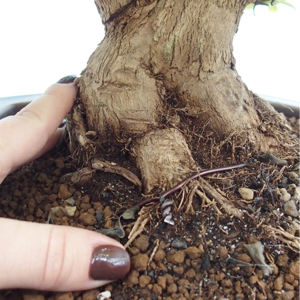 Pokojová bonsai - Duranta erecta Aurea - POUZE OSOBNÍ ODBĚR nebo paletová přeprava