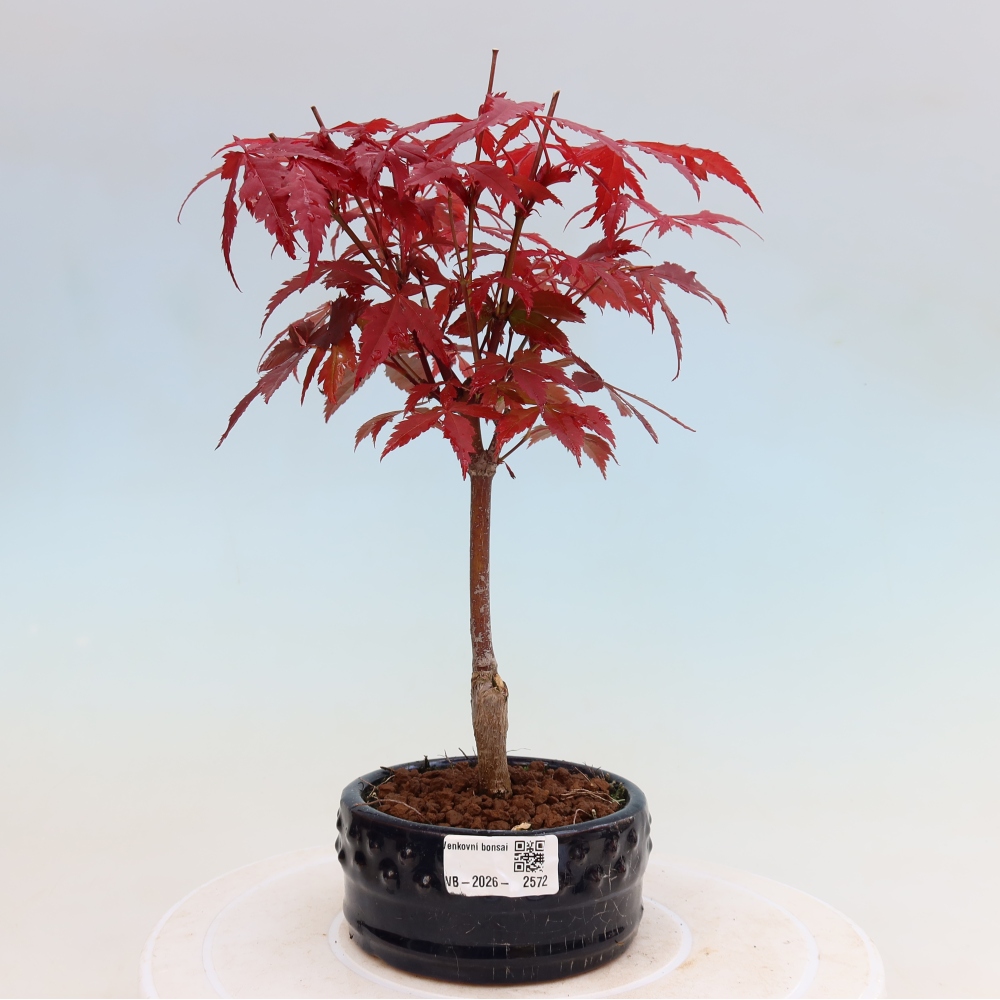 Venkovní bonsai - Acer palm. Atropurpureum-Javor dlanitolistý