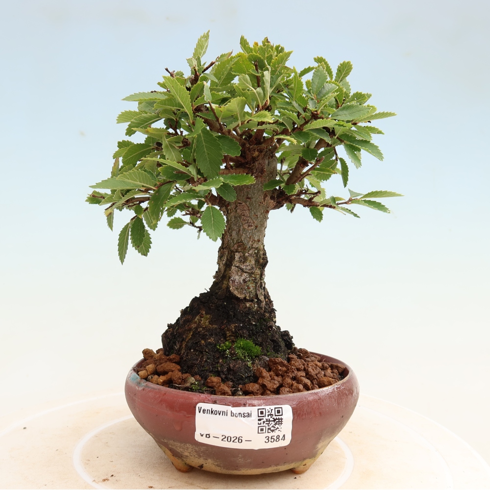 Venkovní bonsai - Zelkova - Zelkova NIRE