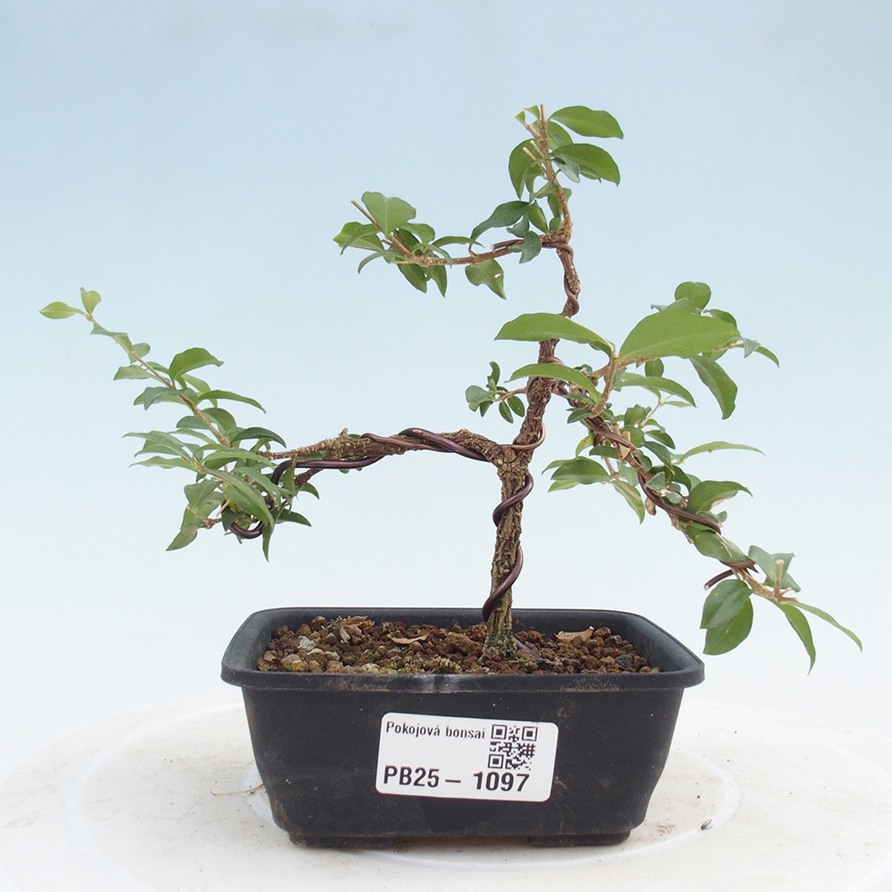 Pokojová bonsai - Malpighia coccigera- Barbdorská třešeň