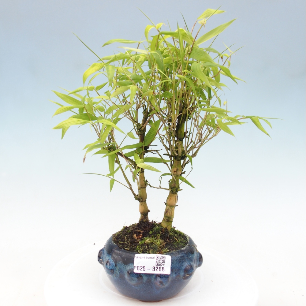 Pokojová bonsai - Bambus budha-Bambus budhovo břicho