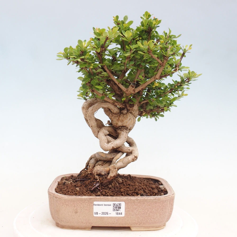 Venkovní bonsai - Berberis coreana - Dřištál korejský