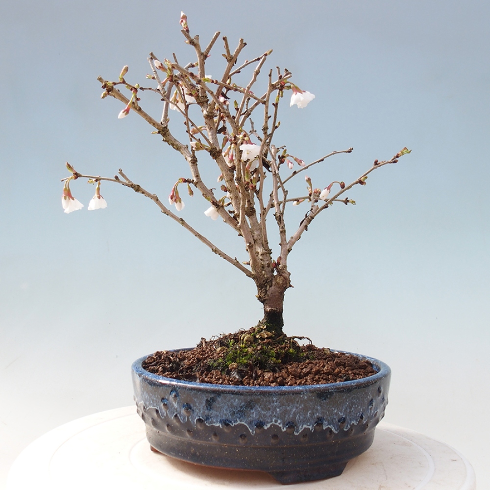 Venkovní bonsai - Prunus incisa Kojou-no mai-Slivoň vyříznutá
