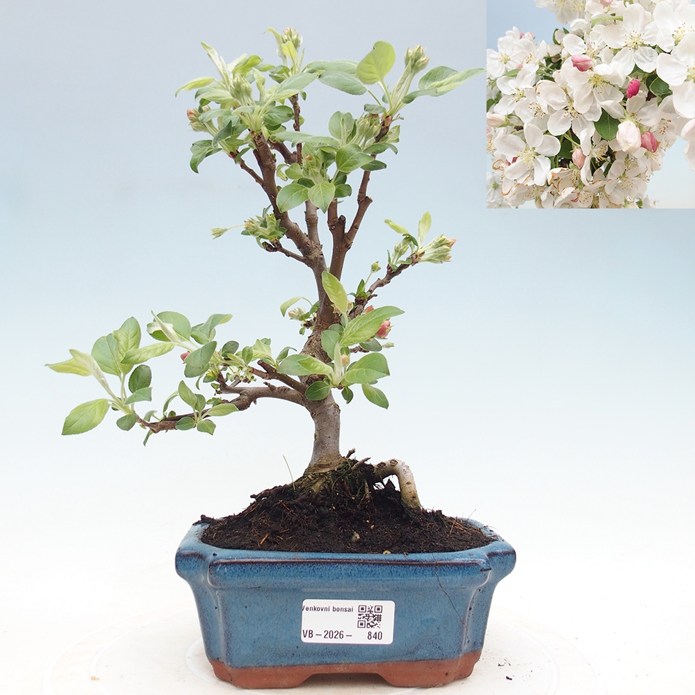 Venkovní bonsai -Malus halliana - Maloplodá jabloň