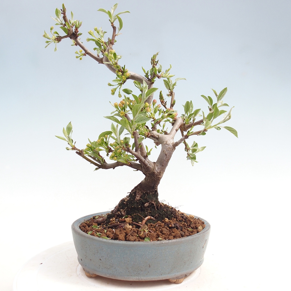 Venkovní bonsai - Malus sargentii -  Maloplodá jabloň
