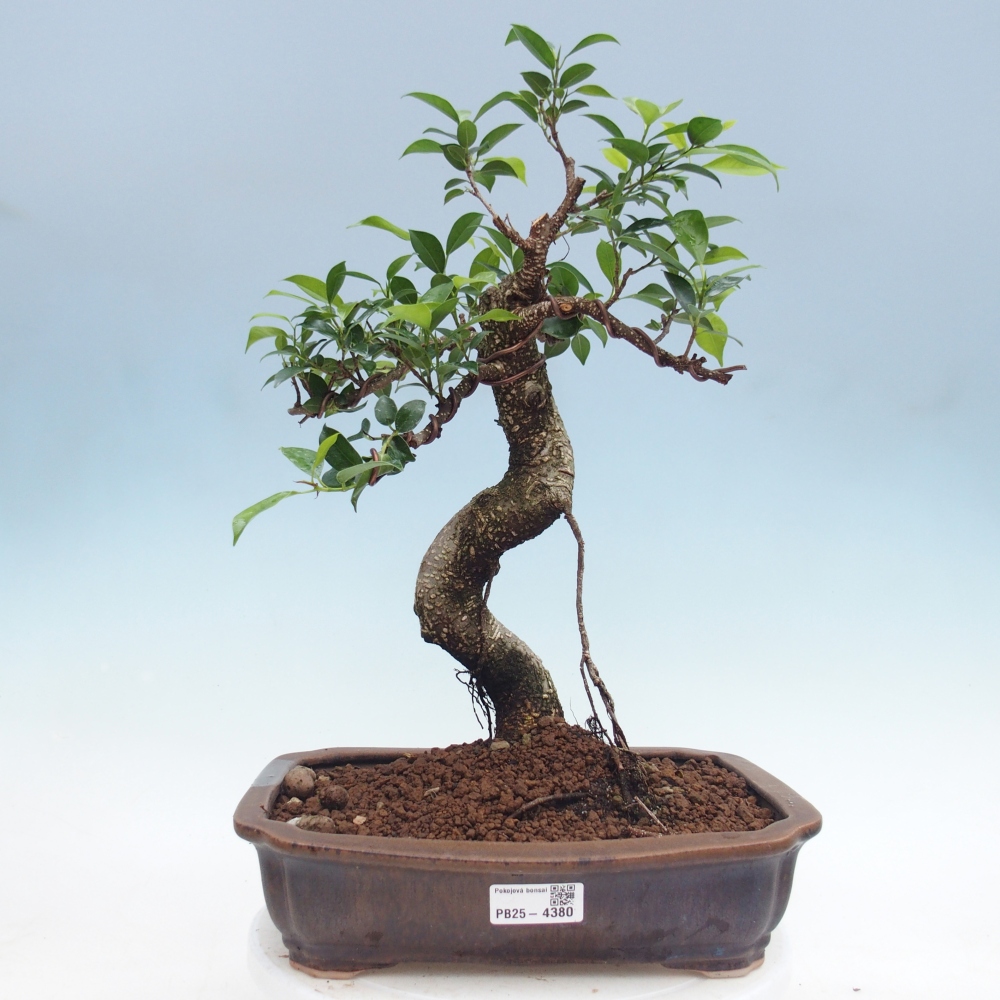 Pokojová bonsai - Ficus kimmen -  malolistý fíkus
