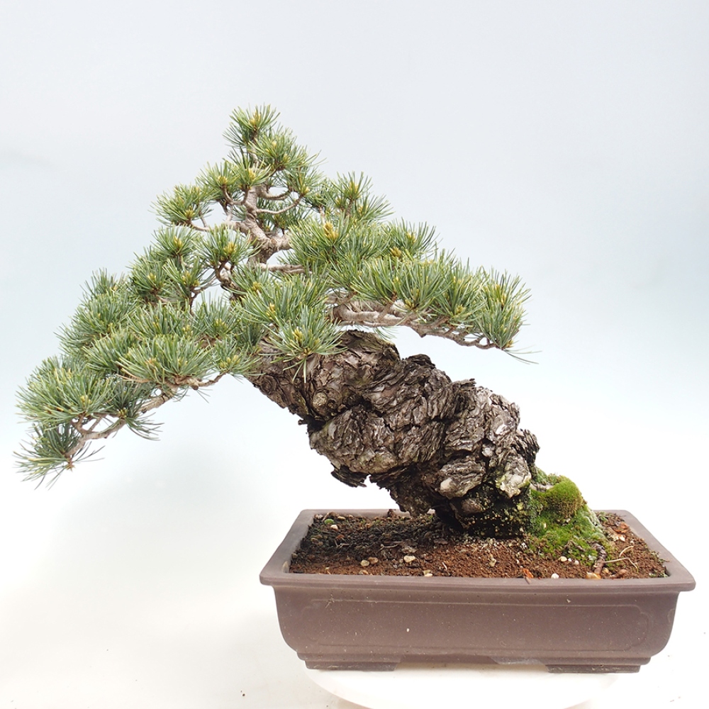 Venkovní bonsai - Pinus parviflora - Borovice drobnokvětá