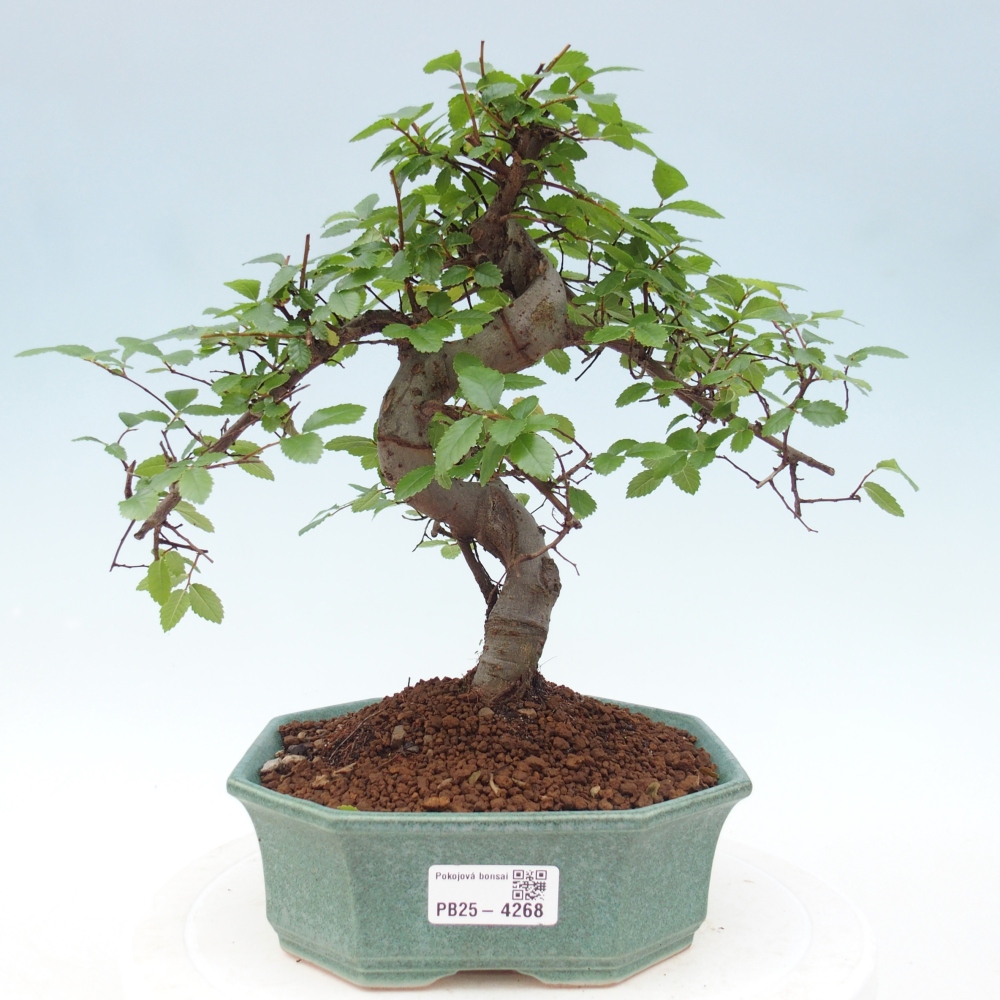 Pokojová bonsai - Ulmus parvifolia - Malolistý jilm