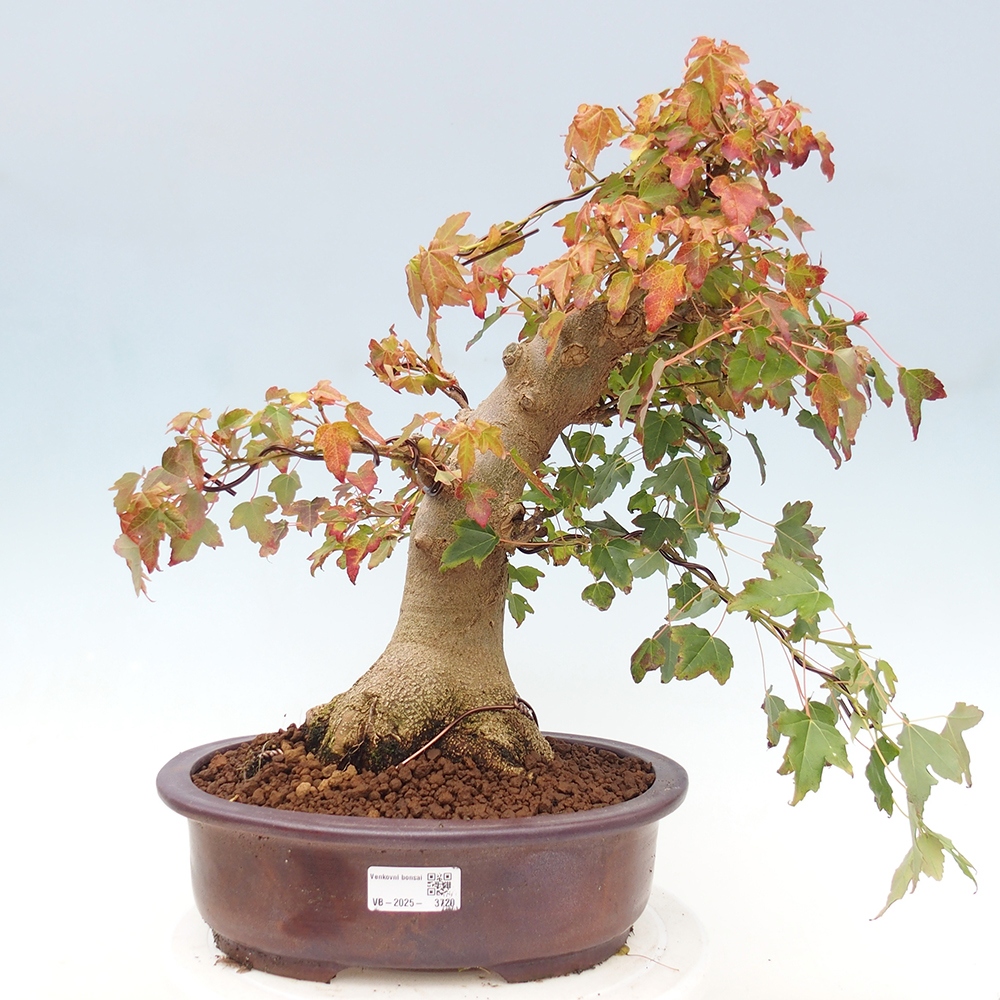 Venkovní bonsai - Acer Buergerianum - Javor Burgerův