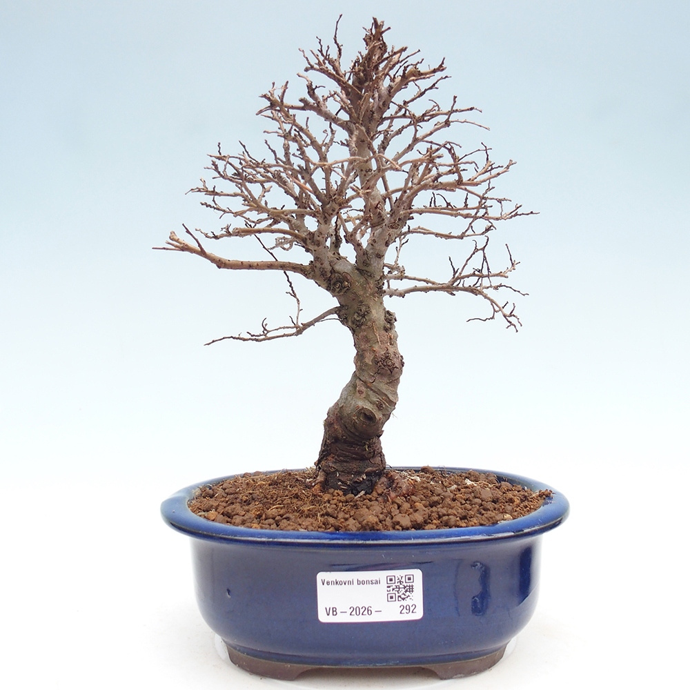 Venkovní bonsai - Zelkova - Zelkova NIRE