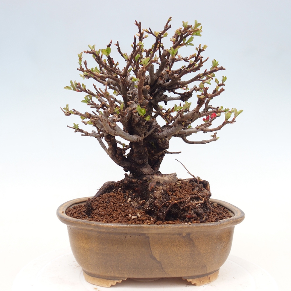 Venkovní  bonsai -  Chaneomeles speciosa - Kdoulovec ozdobný