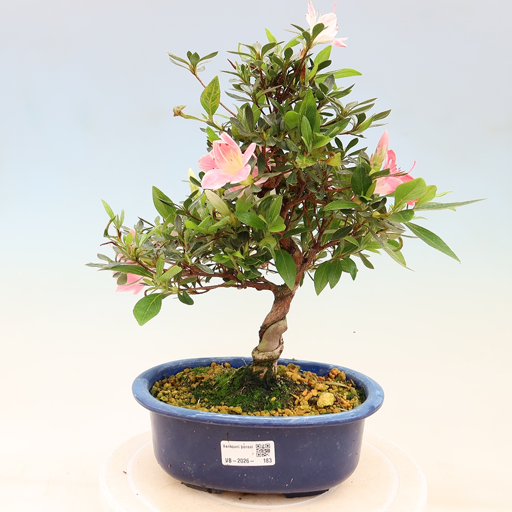 Venkovní bonsai - Japonská azalka - Azalea Senhime