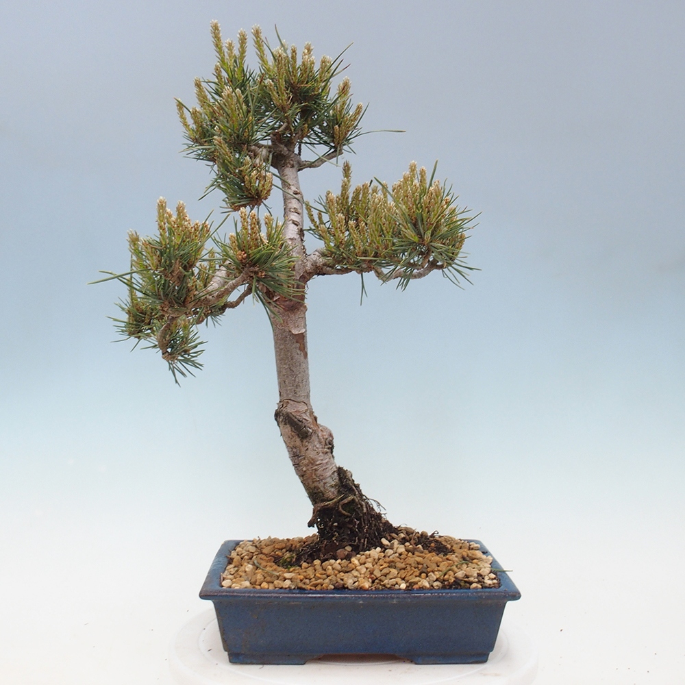 Venkovní bonsai - Pinus Sylvestris Watererri - Borovice lesní