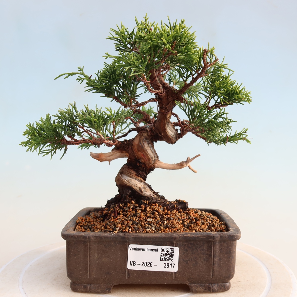 Venkovní bonsai - Juniperus chinensis Itoigawa -Jalovec čínský